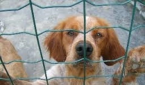 El perro sigue siendo la mascota que más se abandona/ABC