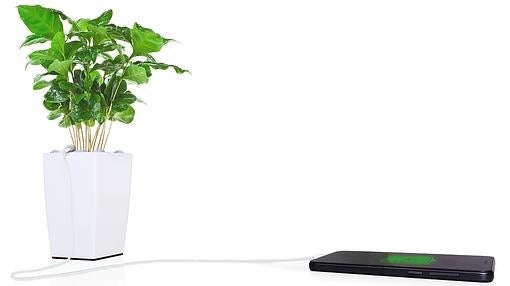 Solo hay que colocar el panel con la tecnología, ponerle tierra encima y plantar una planta