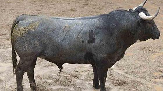 Primer toro