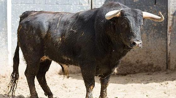 Segundo toro