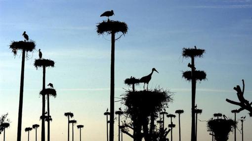 Los arrozales y basureros ayudan a las cigüeñas a soportar el invierno en tierras peninsulares: no tienen que marcharse hasta la lejana África subsahariana