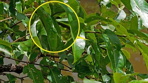 Fotografía señalando el detalle donde se encuentra la rana