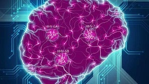 Interrupción de redes neuronales cerebrales por los herpesvirus
