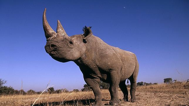 La reserva privada Sabi Sand, dentro del Parque Nacional Kruger, ha tardado 18 meses en inyectar la solución antiparasitaria a sus más de 100 rinocerontes