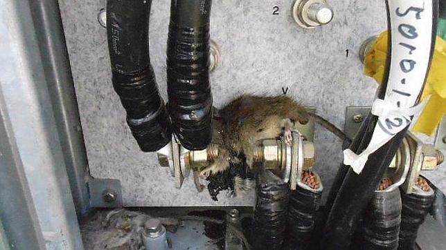 Un nuevo hallazgo de ratas obliga a desconectar otra vez uno de los sistemas de refrigeración de Fukushima