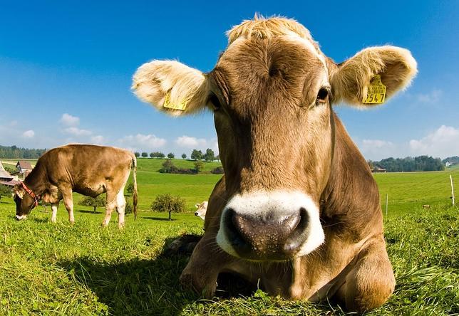 Científicos alteran genéticamente una raza de vacas para que nazcan sin cuernos