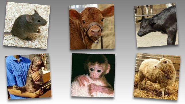Dolly y el Arca de Noé de los animales clonados