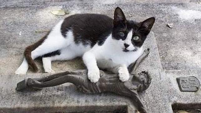El misterioso gato que visita la tumba de su dueño a diario