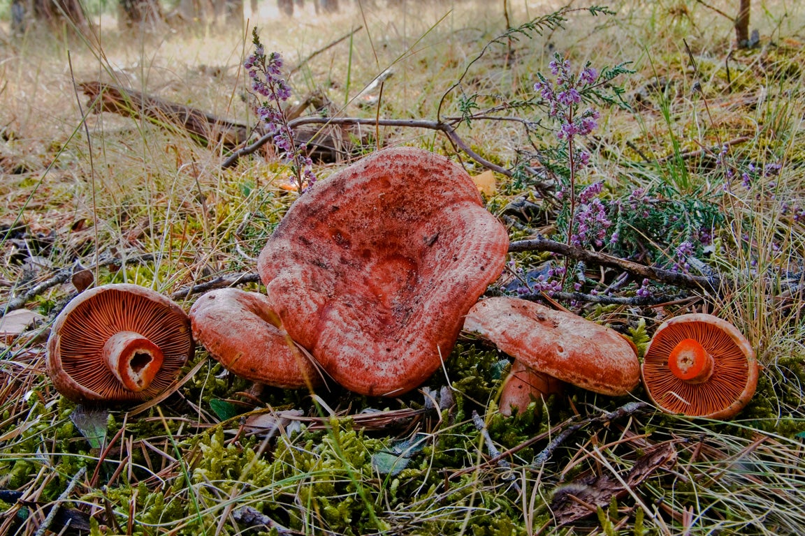 Las setas de otoño se adelantan al verano