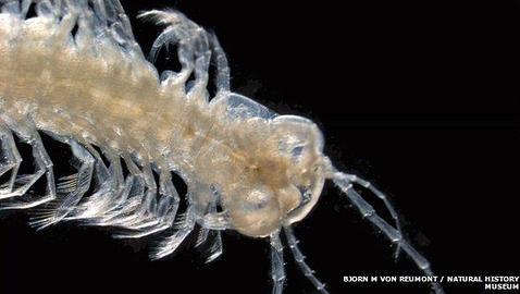 Se trata de una criatura ciega que habita las cuevas submarinas del mar Caribe