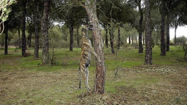 Condenan a un cazador a siete meses de prisión por ahorcar a dos de sus galgos