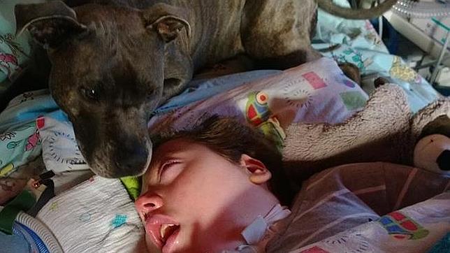 La conmovedora historia de una perra que visita cada mañana a un niño en coma