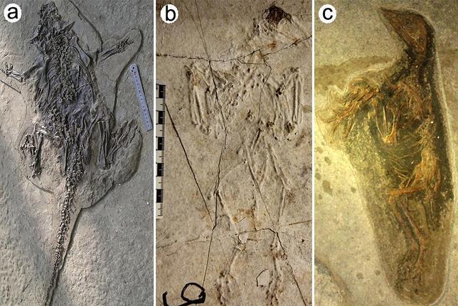 Hallan una «Pompeya» de animales en China
