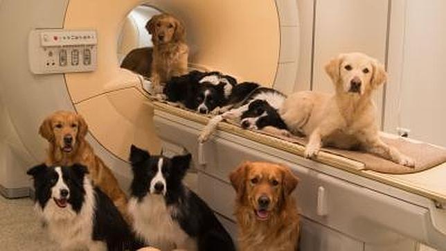 Revelada una similitud cerebral entre perros y humanos