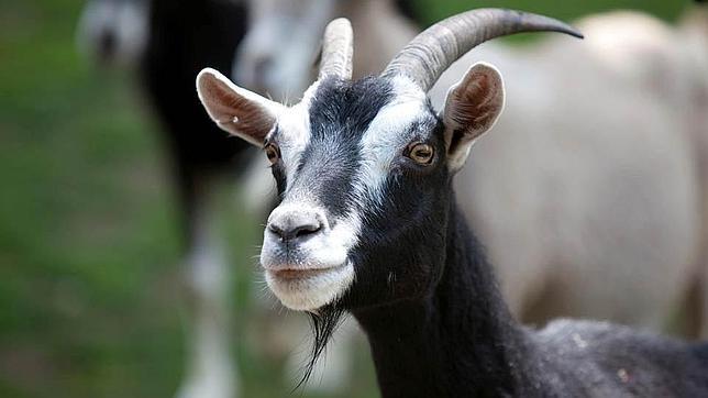 Las cabras, mucho más listas de lo que se creía