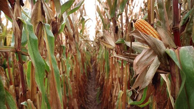 Los biocombustibles son más perjudiciales que la gasolina a corto plazo en términos climáticos
