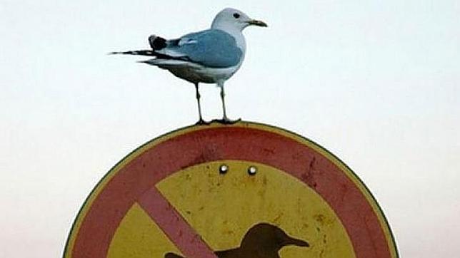 La gaviota que acabó con la fuerza aérea de una república africana