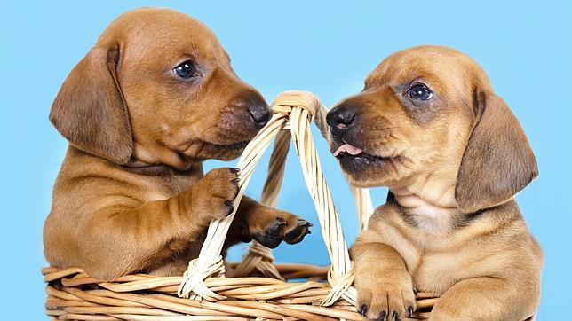 Pólizas de seguro para cuidar la salud de tu perro, ¿moda o necesidad?