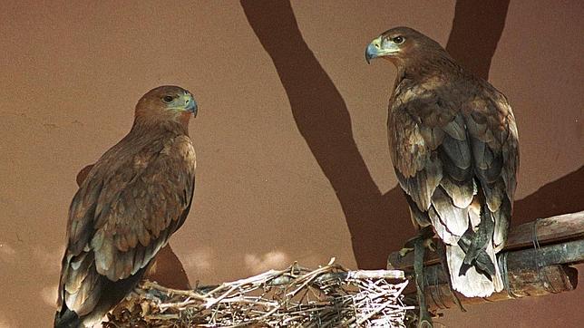 El águila imperial ibérica es una de las aves amenazadas en España