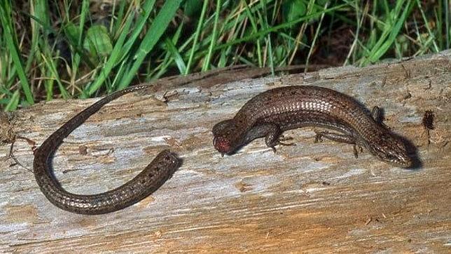 Descubren la «receta» para regenerar nuestro cuerpo como un lagarto