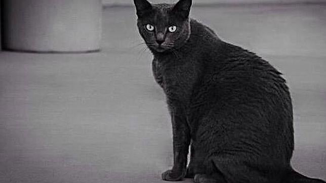 El gato negro, símbolo de mala suerte en el Martes y 13
