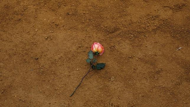 Una rosa sobre el albero maestrante