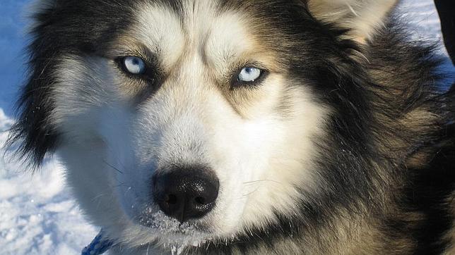 Los Huskys siberianos tienen muchos genes en común con estos lobos ancestrales
