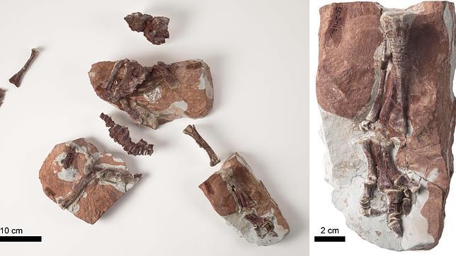 Reconstrucción del esqueleto de una cría de Iguanodon galvensis