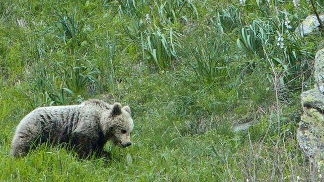 Imagen de uno de los osos asentados en el lado español del Pirineo