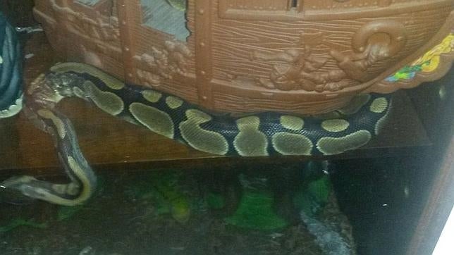 La serpiente pitón, la noche en que fue capturada por los agentes