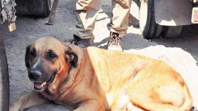 «Reina», la perra que amamantó a un niño en Chile