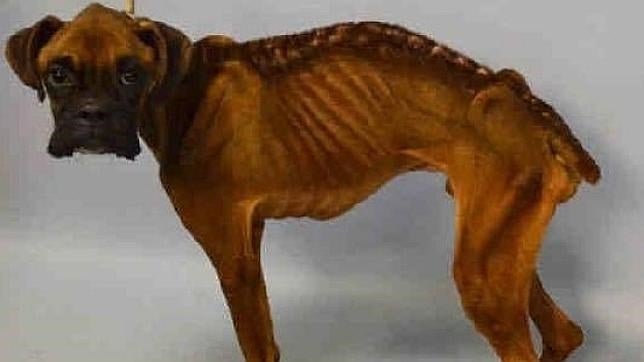 Su dueño será juzgado por crueldad contra los animales