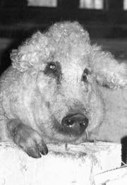 La peculiar morfología del mangalica y su pelo, que en primavera se vuelve rizado, dan al cerdo un aspecto de oveja