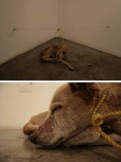 ABC Dos imágenes del perro al que Guillermo Vargas mató de hambre