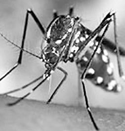 Girona se prepara ante la llegada del mosquito tigre a varias poblaciones Los focos se han localizado en Roses, Lloret y L´Escala, pero no se descartan otros