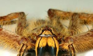 Un biólogo alemán descubre una nueva especie de araña, la David Bowie