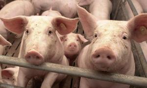 Científicos crean carne de cerdo en laboratorio sin sacrificar a un solo animal