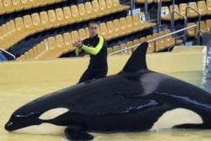 orca, loro, parque, mata, entrenadores, atacarlo, ensayo