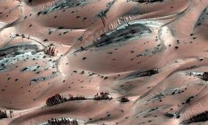Los árboles de Marteóptica, una ilusión