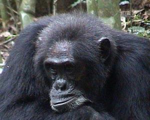 La lucha para que un chimpancé tenga abogado llega al tribunal de Estrasburgo