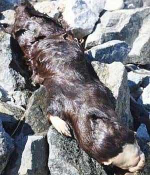 Un misterioso «monstruo» aparece en un lago de Canadá
