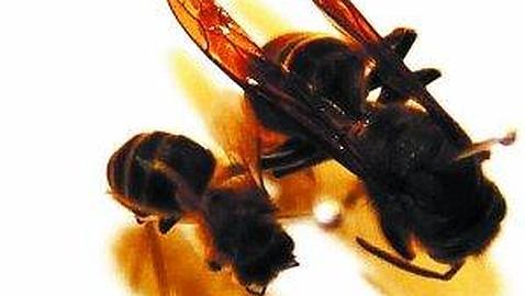 La temible avispa asiática llega a España