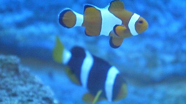 El pez payaso, en peligro por el cambio climático