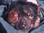 Save the Tasmanian Devil Program
