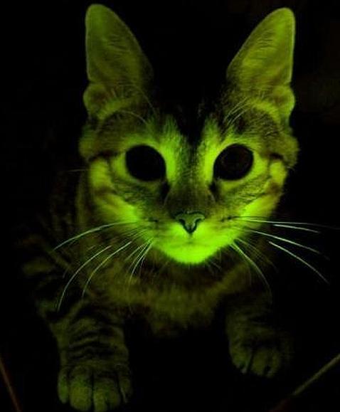 Gatos fluorescentes que resisten el sida