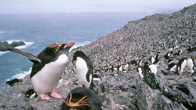 Se mire por donde se mire... las Malvinas son de los pingüinos