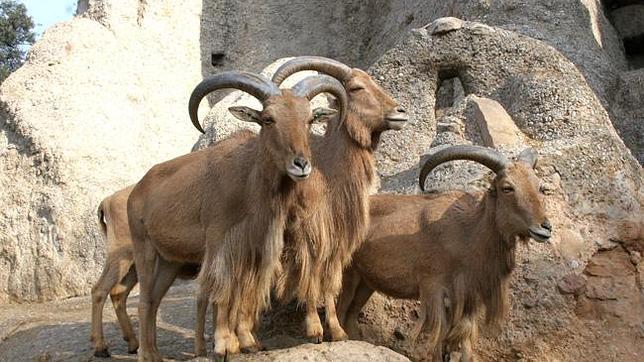 Nacen dos crías de muflón del Atlas en el zoo de Guadalajara