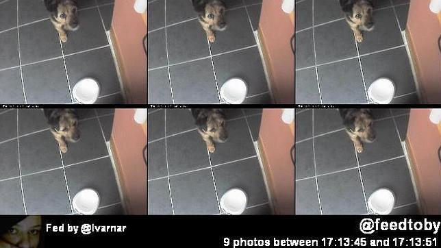 El perro que se alimenta por Twitter