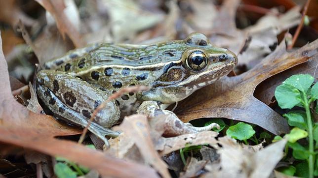 Una nueva especie de rana aparece en Nueva York