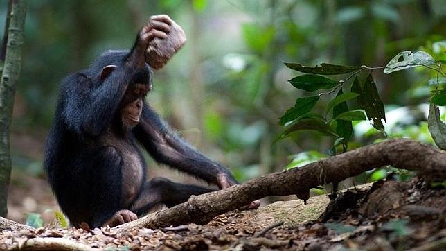 Los chimpancés se diferencian entre sí por el modo de cascar nueces